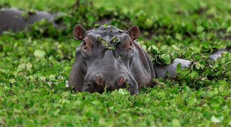 River in DR Congo contaminated with 'toxic' waste kills wildlife ...