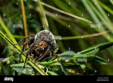 A pregnant wolf spider perched on a thin twig, nestled in lush green ...