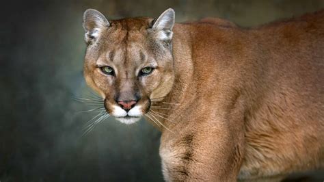 Hear a Mountain Lion Scream: What It Sounds Like and Why They Do It - A ...