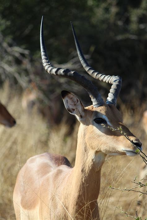 Impala Antelope - Free photo on Pixabay - Pixabay