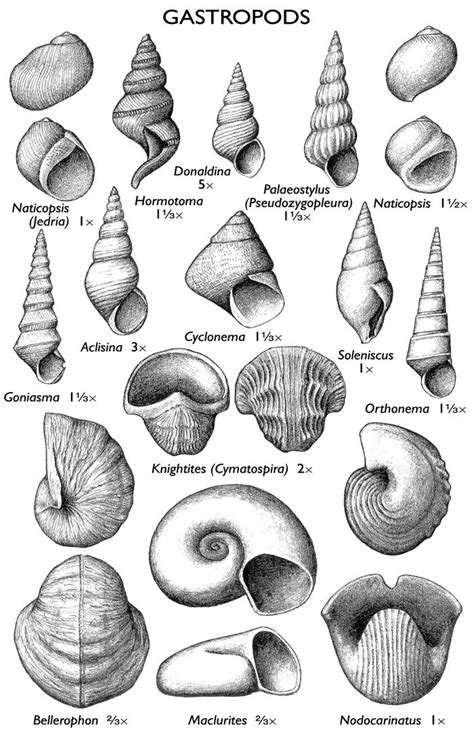 Pin by Amanda Westbrook on Archaeological/Geological | Shell drawing, Sea life art, Fossils