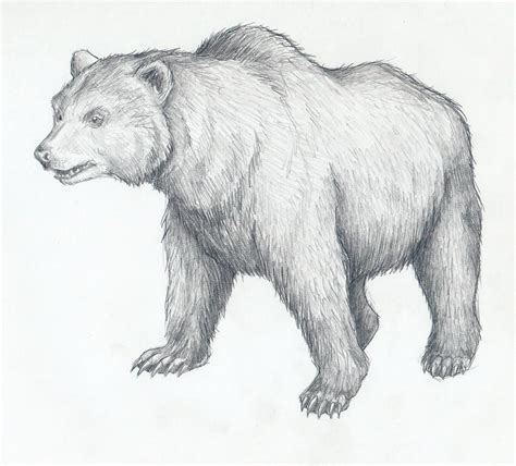 Cave bear by Mihin89 on DeviantArt