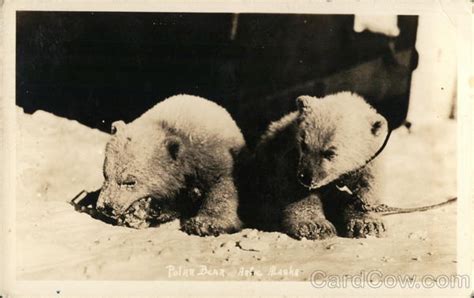 Polar Bear Cubs Alaska Bears Postcard