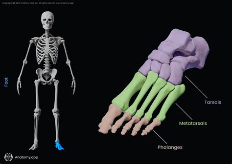 Tarsal bones | Encyclopedia | Anatomy.app | Learn anatomy | 3D models ...