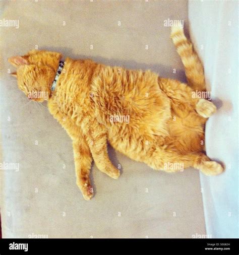 Cat laying on his back Stock Photo - Alamy