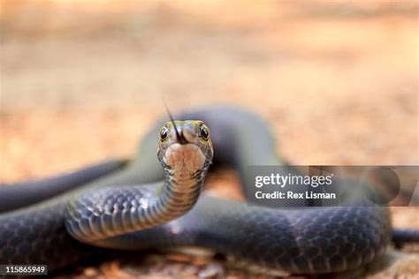 941 Racer Snake Stock Photos, High-Res Pictures, and Images - Getty Images