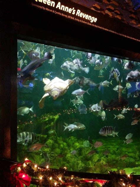 Emerald Isle, Aquarium, East, Places, Goldfish Bowl, Aquarium Fish Tank ...