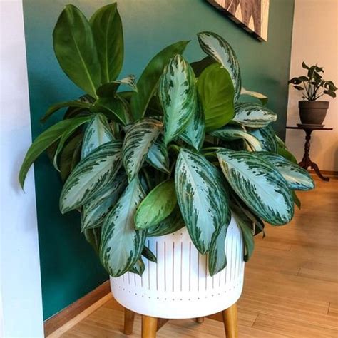 17 Best Types of Chinese Evergreen Varieties | Balcony Garden Web