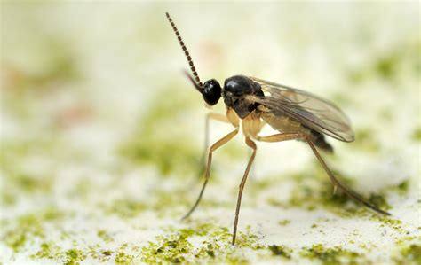 Fungus Gnat Identification | FAQS About Fungus Gnats