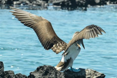 Isabela Island: Real Life Paradise in the Galapagos - Joy and Journey