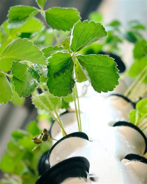 4 Reasons why Hydroponic Crops grow faster. - Vitagrow