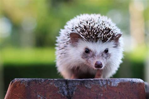 Types of Pet Hedgehog | Breeds of Domestic Hedgehogs [2021 Guide]