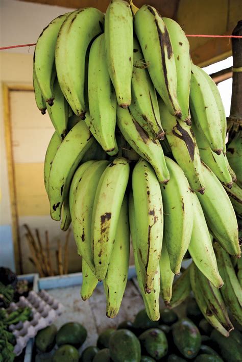 Hybrid Cameroonian Giant Plantain Suckers