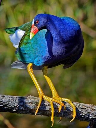 Purple Gallinule, Identification, All About Birds - Cornell Lab of Ornithology