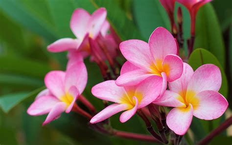 Download Pink Flower Plumeria Flower Nature Frangipani HD Wallpaper