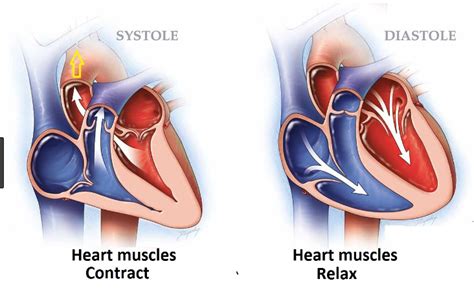 Difference Between Systolic And Diastolic Blood Pressures - VIVA DIFFERENCES