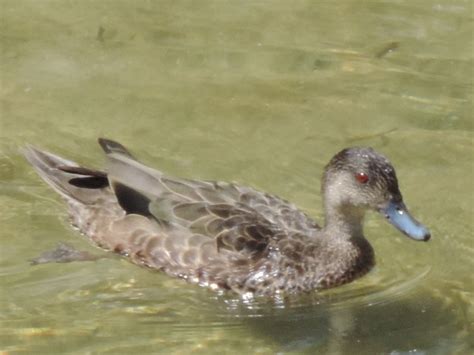 Birds & other Creatures: Blue-billed Duck