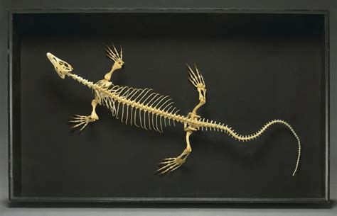 Monitor Lizard Skeleton | Lizard, Monitor lizard, Wire art