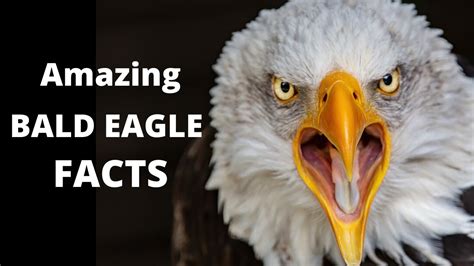 Amazing and Interesting Facts About BALD EAGLE - YouTube