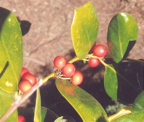 Ilex cornuta 'burfordii' - 6547