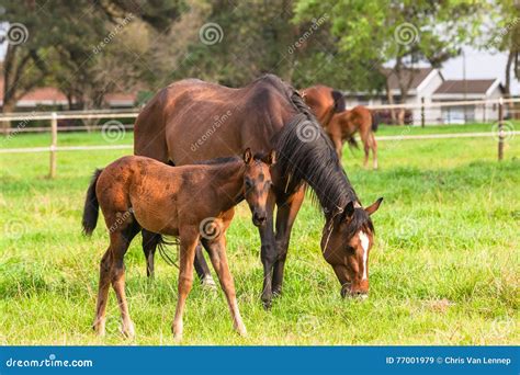 Horses Stud Farm stock image. Image of equestrian, horses - 77001979