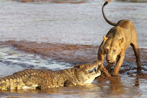 Lion Vs Crocodile