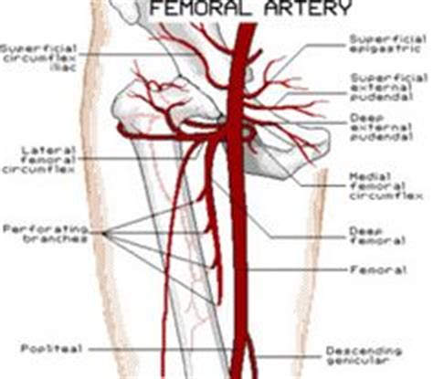 Arteries of lower limb - Thigh - Human anatomy : Femoral artery, Deep artery of thigh, Popliteal ...