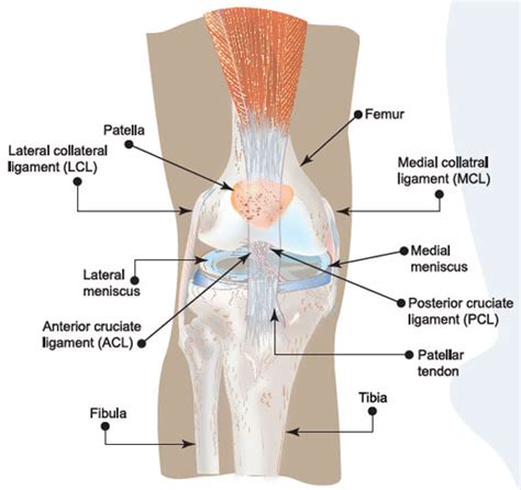 Torn ACL Knee Injury - Symptoms, Causes, Treatment, Prevention