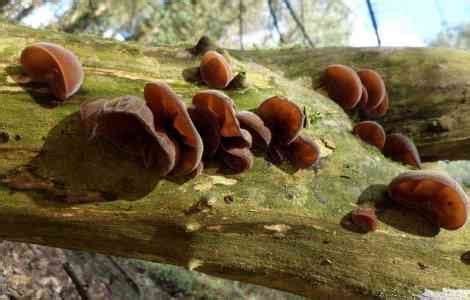 Have you heard about the edible jelly ear fungus? - Discvr.blog