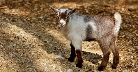 10 Goat Breeds: The Different Types of Goats - A-Z Animals