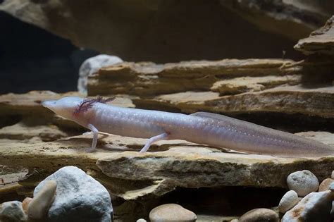 Fun Texas Blind Salamander Facts For Kids | Kidadl