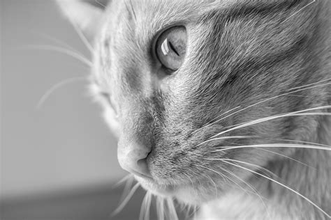 Grayscale photography of cat HD wallpaper | Wallpaper Flare