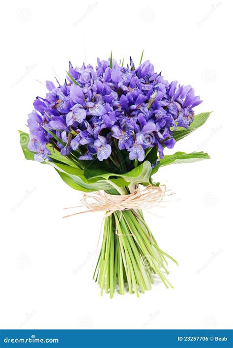 Bouquet of flowers iris stock photo. Image of contrast - 23257706