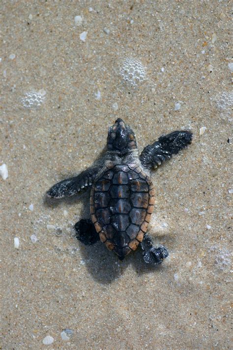 Sea Turtle Nesting Season in Southwest Florida | Must Do Visitor Guides