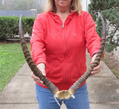 22 inch African Lechwe Horns and Skull