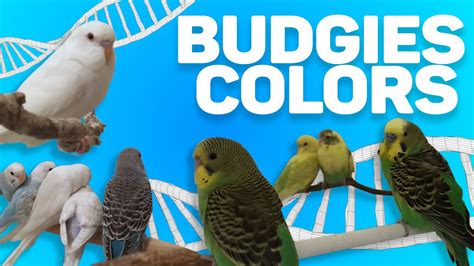 Pet Budgies Colors Genetics Full Documentary (Chapter 1) - YouTube