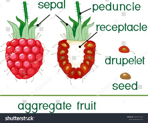 Internal External Structure Raspberry Aggregate Fruit Stock Vector (Royalty Free) 1341471782 ...