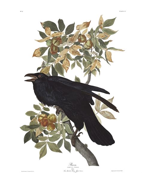 The Art of Crows & Ravens - 10 Paintings You Must See