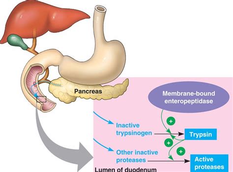 Which Organ Produces Trypsin