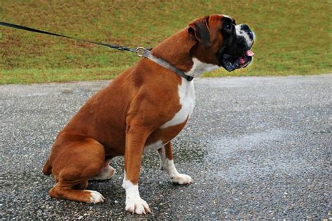 The European Boxer: A Guide To These Agile And Graceful Companions