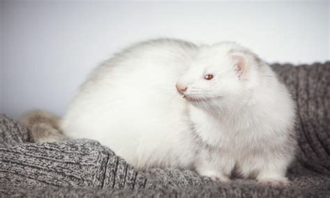 White Ferret / Albino Ferrets - A-Z Animals