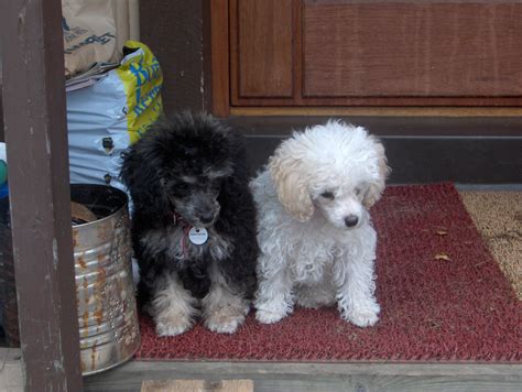 File:Toy 'parti' poodle puppies - 1.JPG - Wikipedia