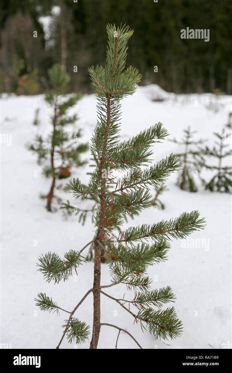 Small fir tree Stock Photo - Alamy