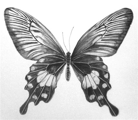 35+ Butterfly Drawing Ideas | HARUNMUDAK