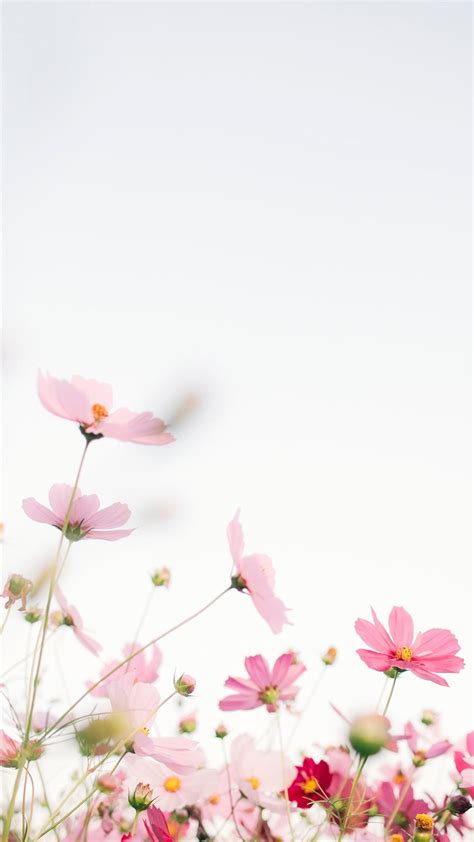 pink flowers with white background iPhone Wallpapers Free Download