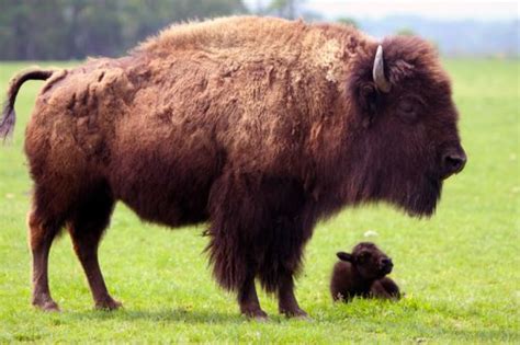 American Bison Facts | Anatomy, Diet, Habitat, Behavior - Animals Time