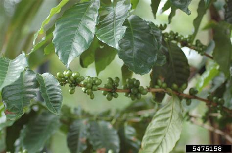 coffee (Genus Coffea)