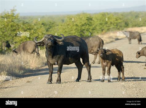 African buffalo baby hi-res stock photography and images - Alamy