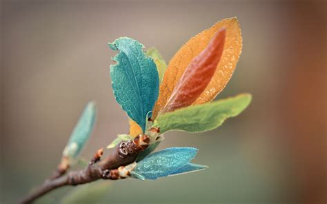 Colorful Leaves Wallpapers | HD Wallpapers | ID #11350