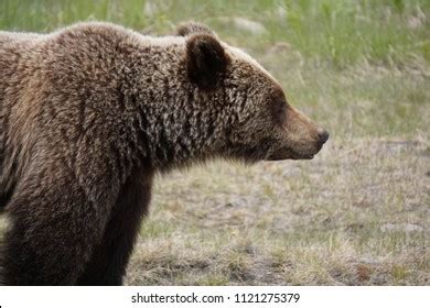 1,541 Bear Head Profile Images, Stock Photos & Vectors | Shutterstock